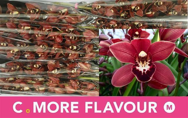 <h4>CYMB MI VALERIE</h4>