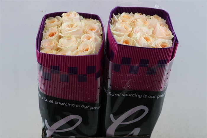 <h4>R Gr Felicity</h4>