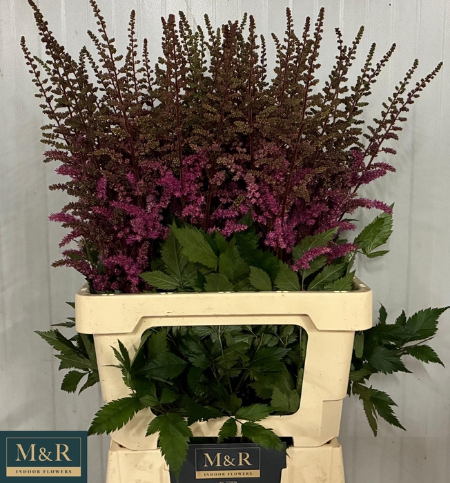 <h4>ASTIL MAGGIE DALEY</h4>