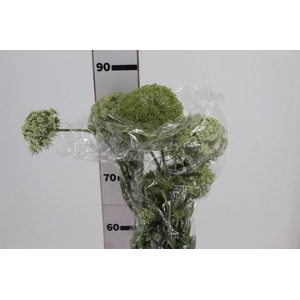 FLOR DE CENOURA 070 CM BRANCO