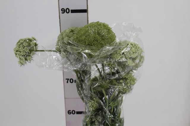 <h4>FLOR DE CENOURA 070 CM BRANCO</h4>