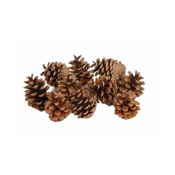<h4>Pinecone Oostenrijker 10kg</h4>