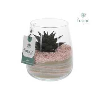 Glazen vaas Alzada met Haworthia arrangement