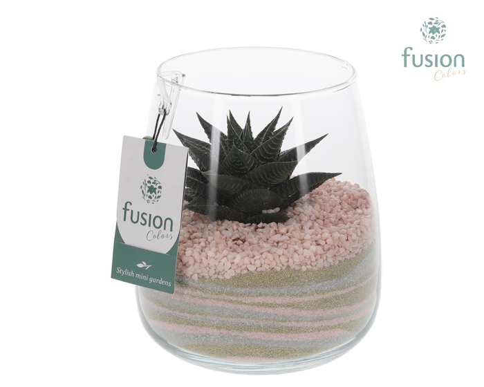 <h4>Glazen vaas Alzada met Haworthia arrangement</h4>