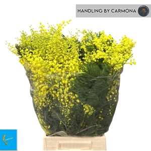 ACACIA BAILEYA BL BS