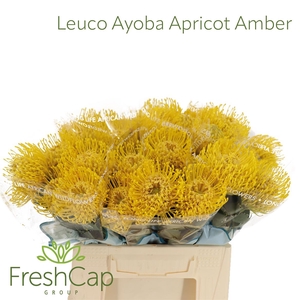 Leuco Ayoba Apricot Amber