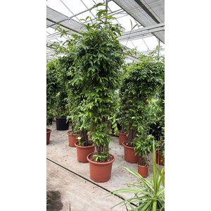 Dracaena surculosa