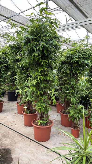 <h4>Dracaena surculosa</h4>