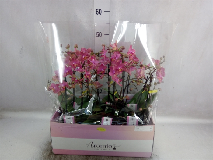 <h4>Phalaenopsis multi.   ...orange</h4>