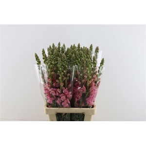 Antir Potomac Early Pink