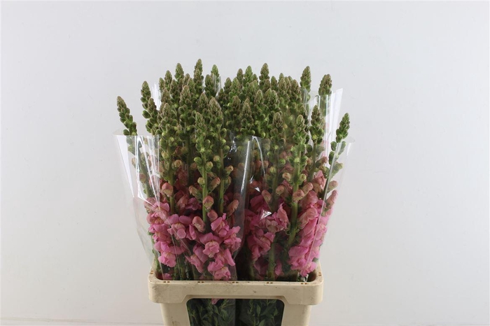 <h4>Antir Potomac Early Pink</h4>