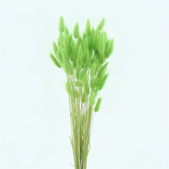 <h4>Dried Lagurus Bleached Apple Green Bs</h4>