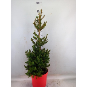 Picea abies 'Will's Zwerg'