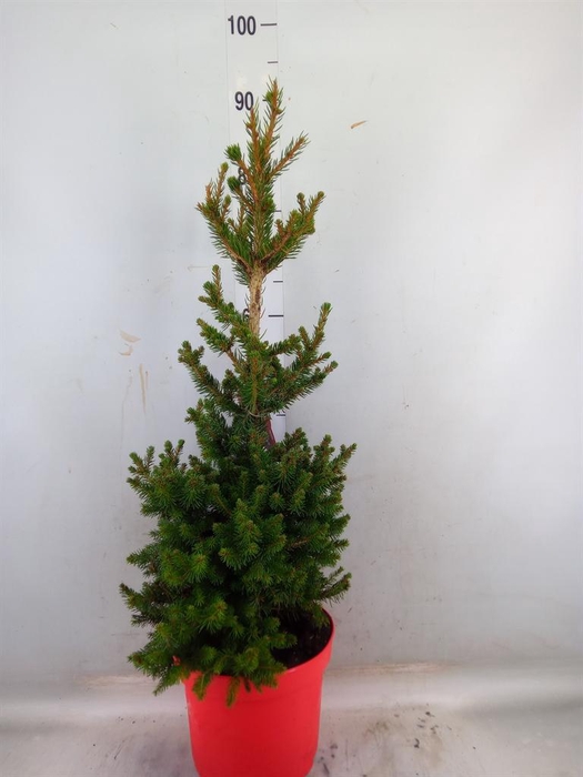 <h4>Picea abies 'Will's Zwerg'</h4>