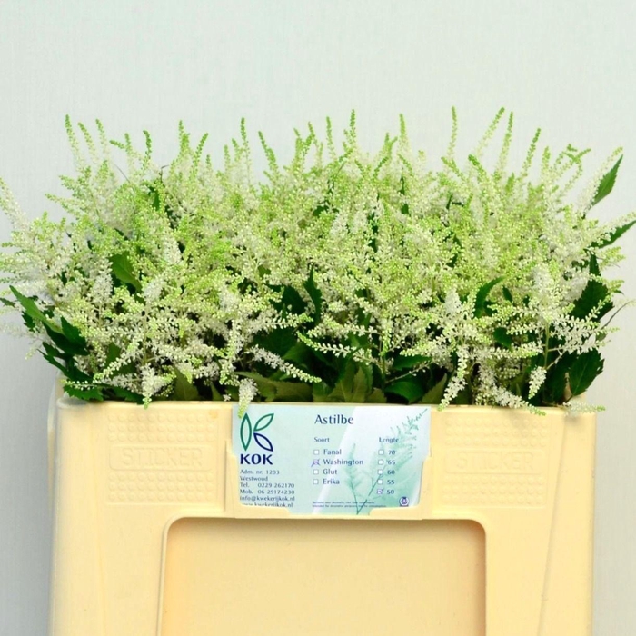 <h4>Spirea Whasingthon</h4>