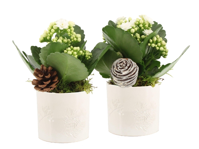 <h4>61688: X-mas arrangement</h4>