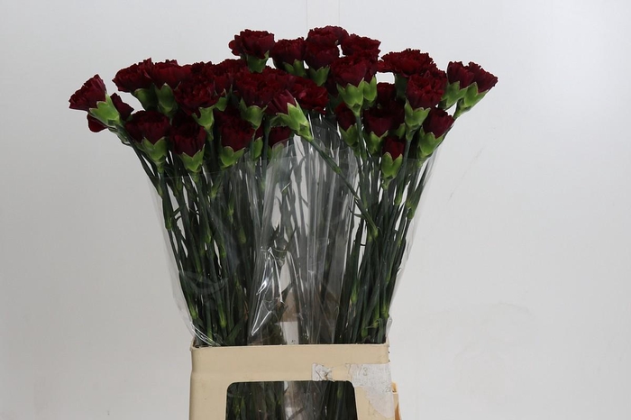 <h4>Dianthus St Zurigo</h4>