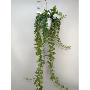 Hedera helix 'Wonder'