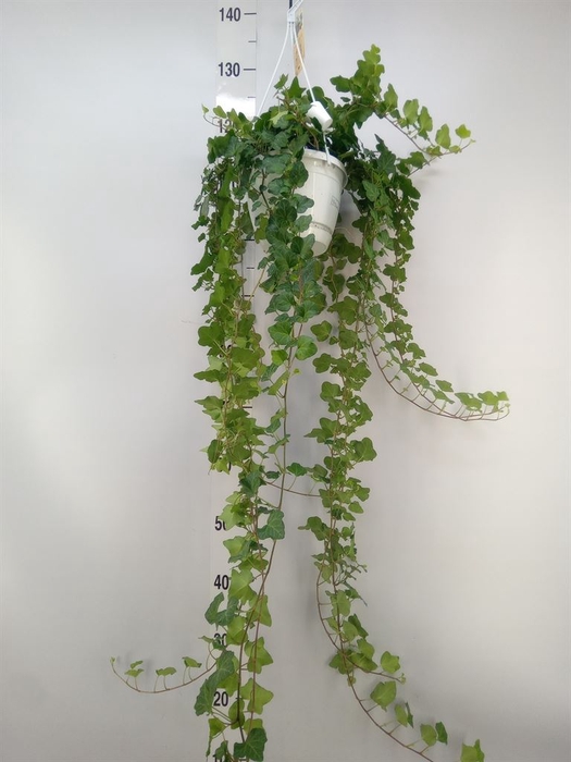 <h4>Hedera helix 'Wonder'</h4>