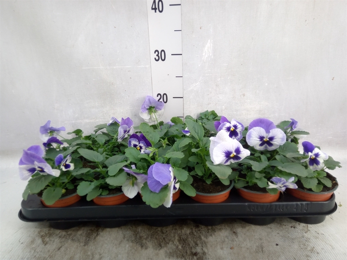 <h4>Viola wr. 'Delta Lavender'</h4>