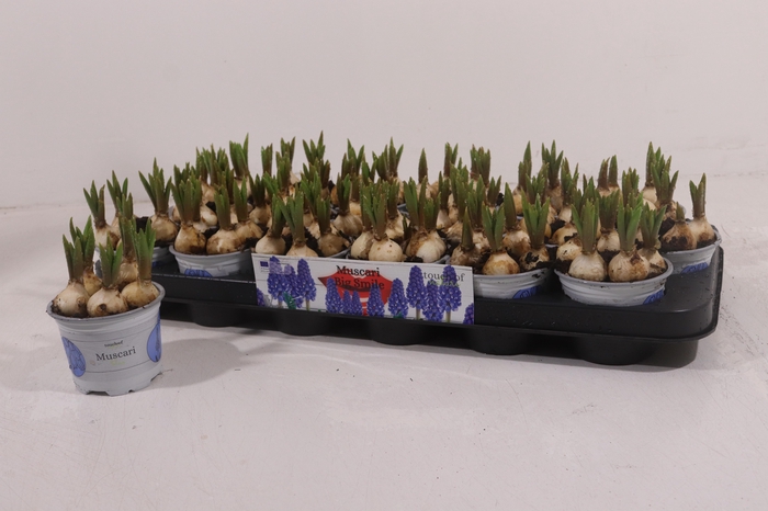 <h4>MUSCAR BIG SMILE</h4>