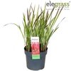 Imperata cylindrica Red
