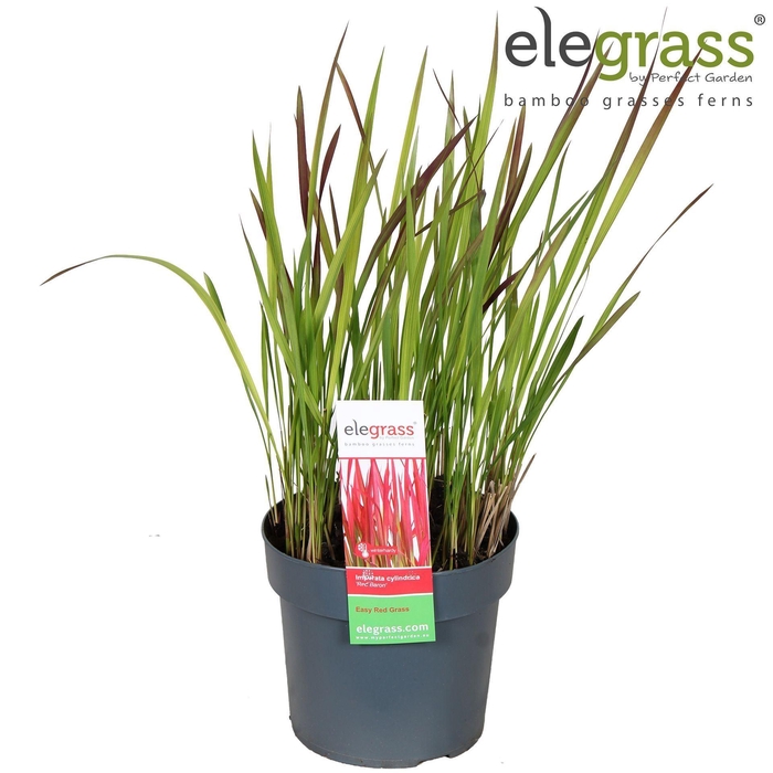 Imperata cylindrica Red