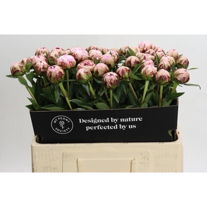 Paeonia Marguerite Greard