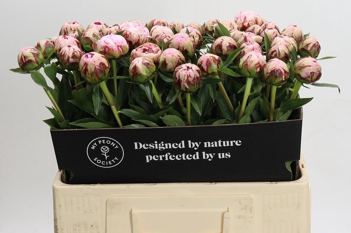 <h4>Paeonia Marguerite Greard</h4>