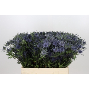 Eryngium Planum