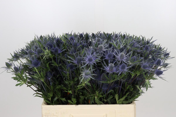 <h4>Eryngium Planum</h4>