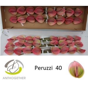 Anthurium Peruzzi