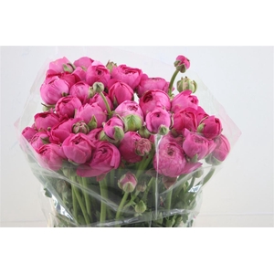 Ran Azur Thom Bonbon