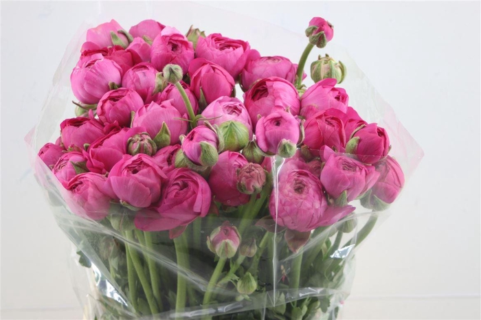 <h4>Ran Thom Bonbon</h4>