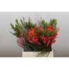 BQ Nutans Cordifolium SFB