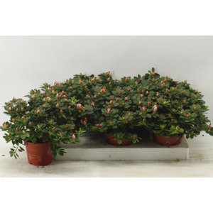 Rhododendron simsii Sachenstern 13Ø 32cm 32Ø