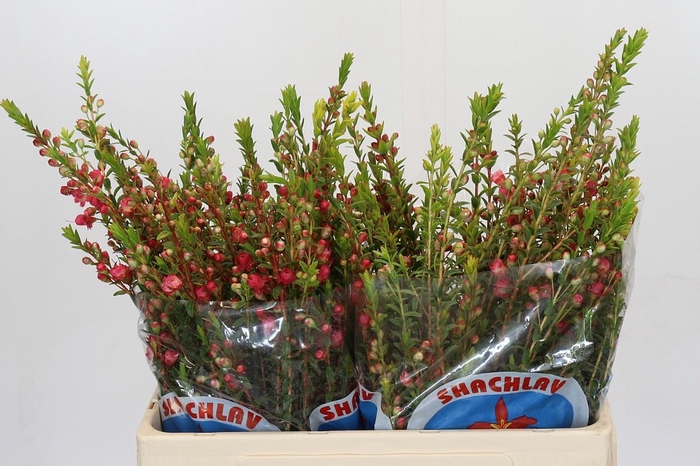 <h4>Chamecordia Rey</h4>