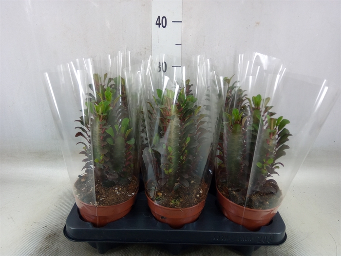 <h4>Euphorbia trigona 'Rubra'</h4>