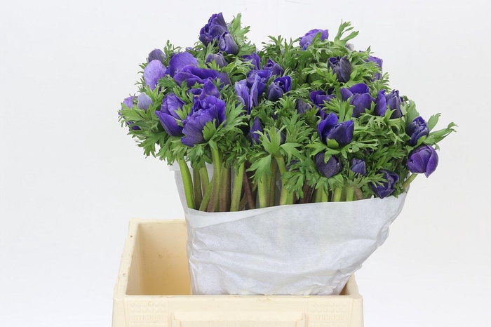 <h4>Anemone Mistral Plus Blue</h4>