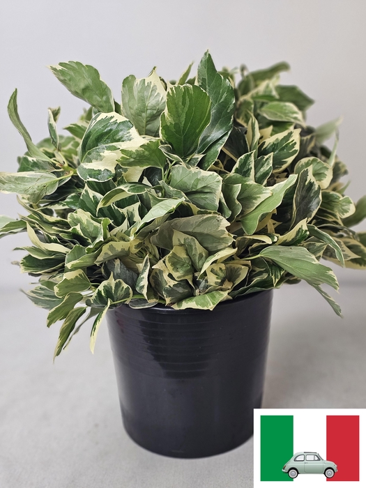 <h4>HEDERA BLAD BONT PB</h4>