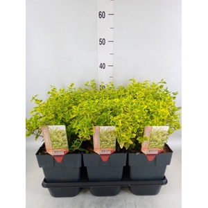 Euonymus fortunei 'Emerald n Gold'