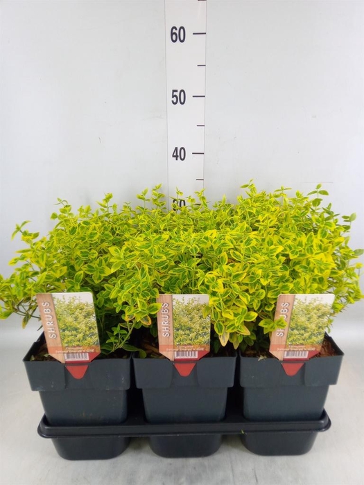 <h4>Euonymus fortunei 'Emerald n Gold'</h4>