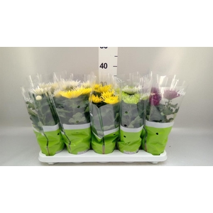 Chrysanthemum  'Anastasia' .mix