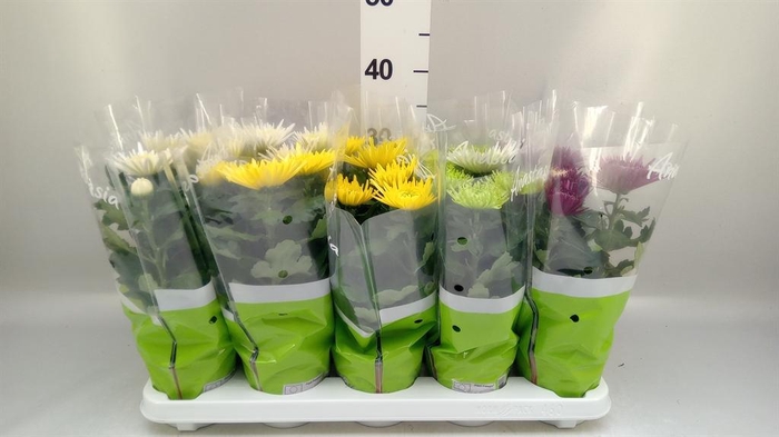 <h4>Chrysanthemum  'Anastasia' .mix</h4>