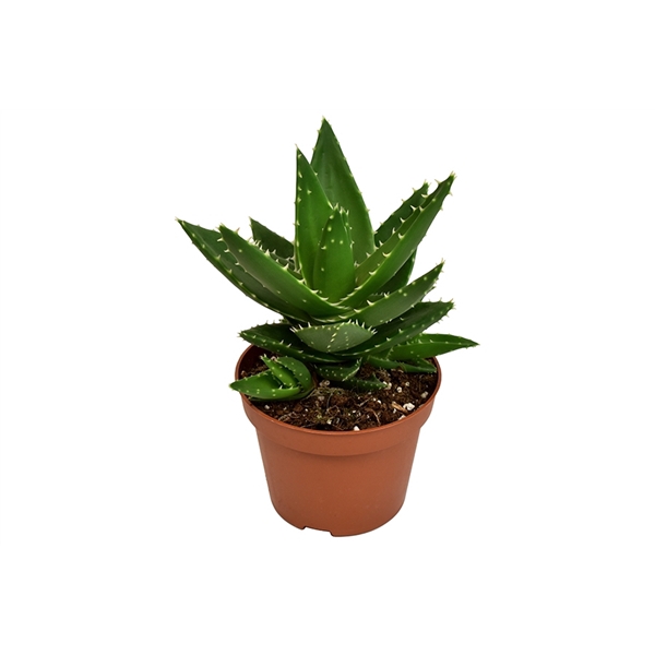 <h4>Aloe Mitriformis</h4>