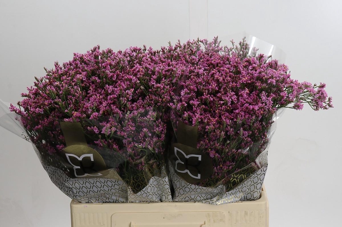 <h4>Limonium sinense Tiffany Diamond</h4>