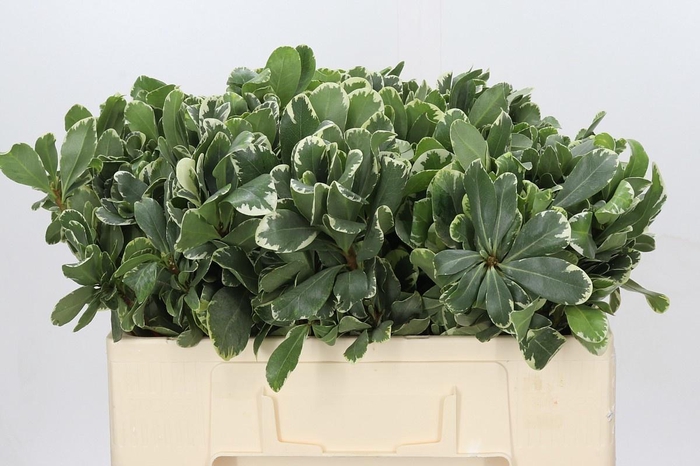 <h4>PITTOSP TO ILAN</h4>