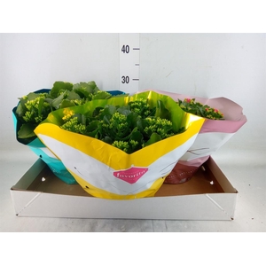 Kalanchoe blos.   ..mix 5