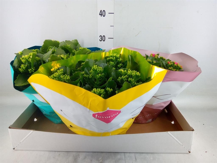 <h4>Kalanchoe blos.   ..mix 5</h4>