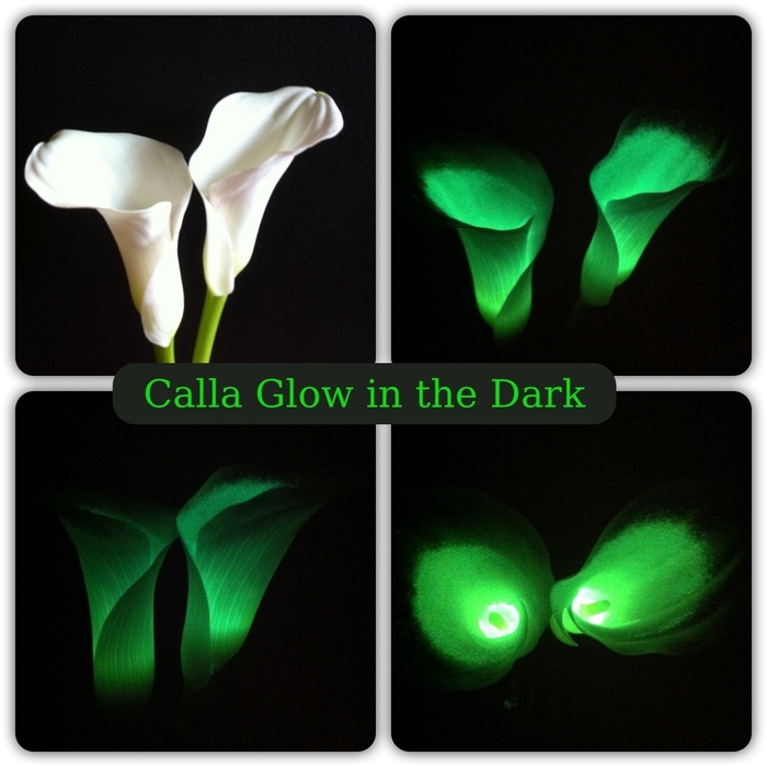 <h4>ZANT GLOW IN THE DARK</h4>